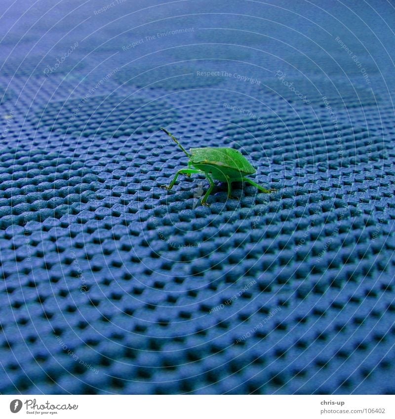 Käfer grün und blau Wanze Tier Tisch Insekt Kontrast Noppe Schädlinge krabbeln Makroaufnahme Fühler Tarnung klein Ekel mehrfarbig Farbe Palomena prasina blue