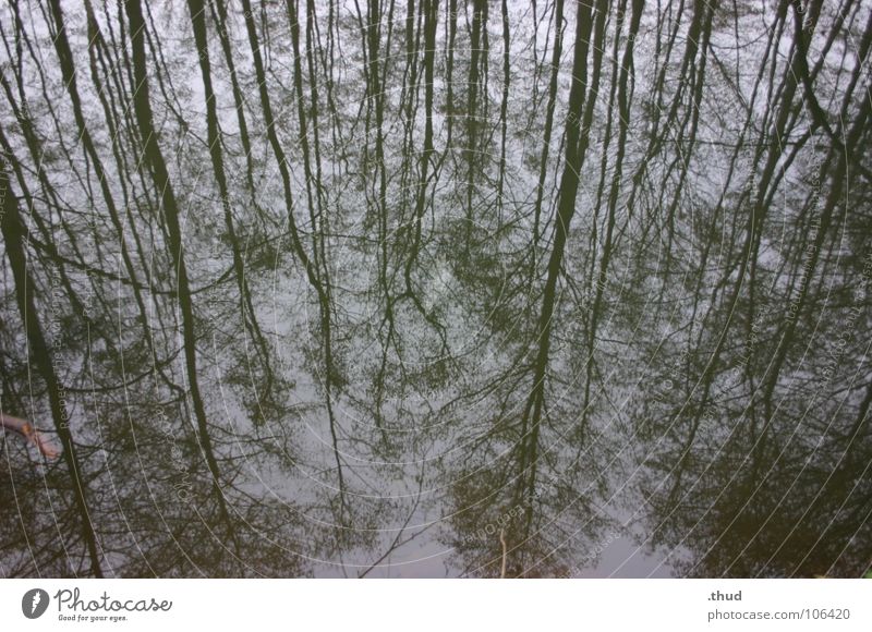 Spiegelwald Wald Winter Monochrom Reflektion Wasser trist