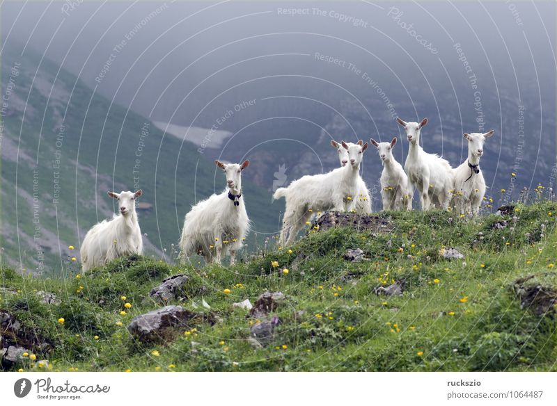 Ziegen auf Weide Milch Berge u. Gebirge Landwirtschaft Forstwirtschaft Landschaft Tier Schönes Wetter Wiese Alpen Haustier Nutztier Herde frei Zusammensein weiß