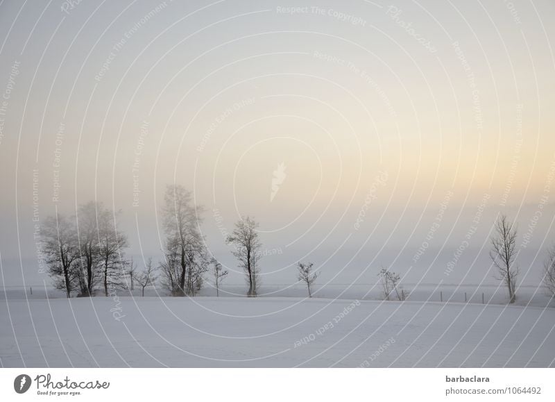 Ein Wintertag begibt sich zur Ruhe Natur Landschaft Himmel Klima Nebel Schnee Baum Sträucher Bach leuchten hell kalt Stimmung Frieden Gefühle rein ruhig
