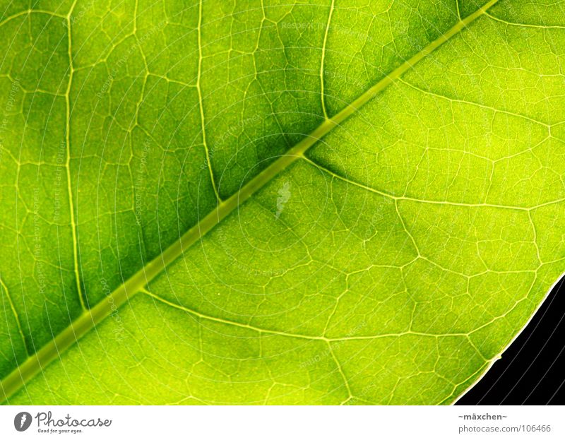 Fotosynthese I Blatt Gefäße Photosynthese grün grasgrün erleuchten fruchtig saftig feucht Pflanze Makroaufnahme Sommer leave Leben sehr grün vein veins