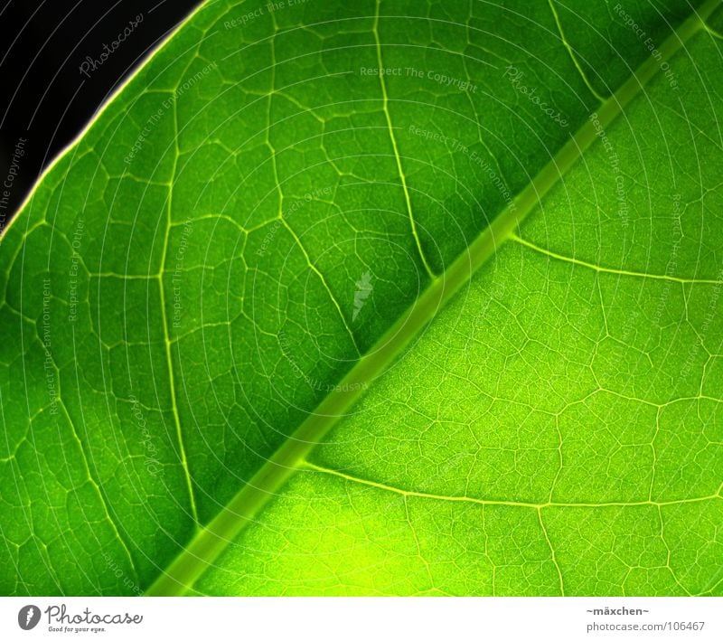 Fotosynthese II Blatt Gefäße Photosynthese grün grasgrün erleuchten fruchtig saftig feucht Pflanze Makroaufnahme Sommer leave Leben sehr grün vein veins