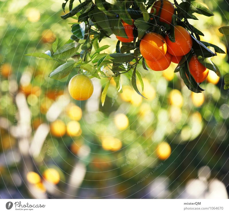 Gelb-Orange. Kunst Umwelt Natur Landschaft ästhetisch Zufriedenheit orange Orangensaft Orangenhaut Orangerie Orangenbaum Orangenschale Farbfoto Gedeckte Farben