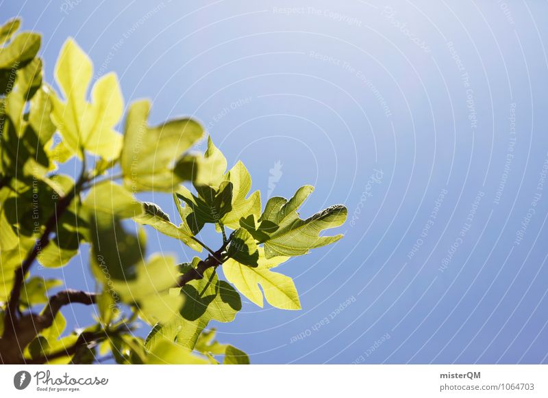 Feigenduft. Kunst ästhetisch Blauer Himmel Feigenblatt Spanien Mallorca grün Grünpflanze Kontrast Schönes Wetter Natur Pflanze Farbfoto Gedeckte Farben
