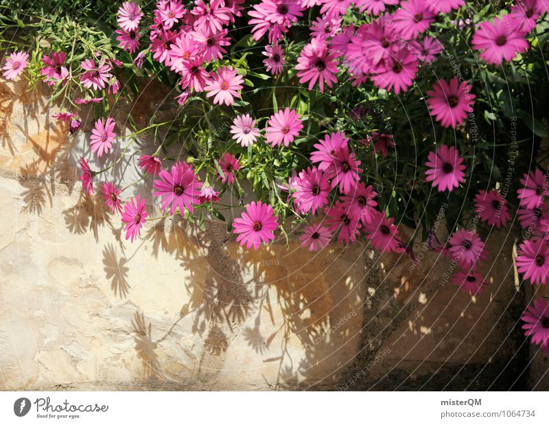 Rosa Mauer. Kunst ästhetisch Blume Mauerpflanze Mauerstein Mauerreste Blüte rosa Farbfoto Gedeckte Farben Außenaufnahme Nahaufnahme abstrakt Menschenleer