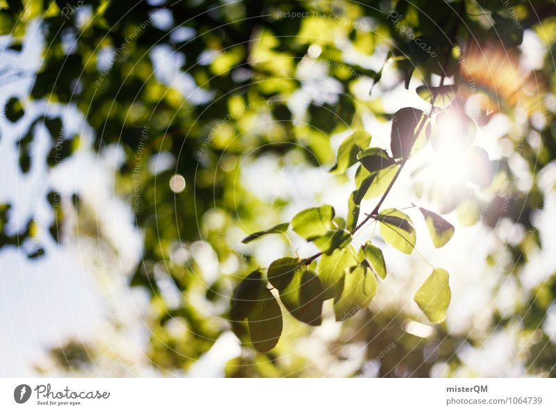 Sommergrün. Umwelt Natur Landschaft Pflanze Klima Schönes Wetter ästhetisch Zufriedenheit Außenaufnahme Baumkrone Blatt Sonnenlicht Sonnenstrahlen sommerlich