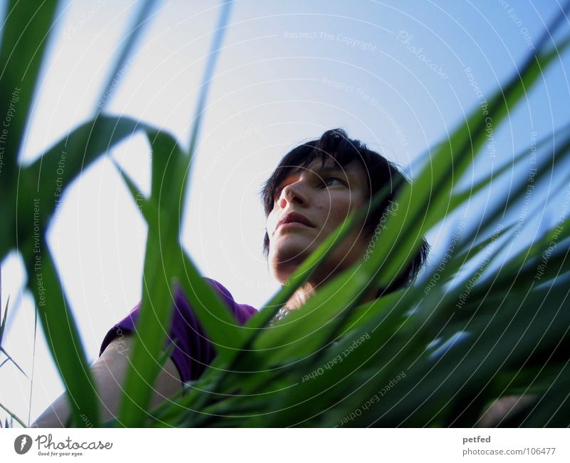 Sehnsucht Fernweh violett Gras grün Gefühle Frau Mensch Blick warten Natur Himmel blau Schatten untern Leben Kopf
