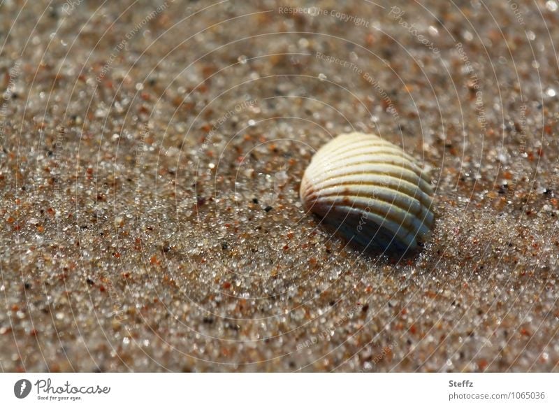 einfach so da im Sand an der Ostsee Muschelschale Ostseestrand Strand Sandstrand maritim harmonisch Sandkörner Wohlgefühl ruhig Sommerurlaub Einsamkeit
