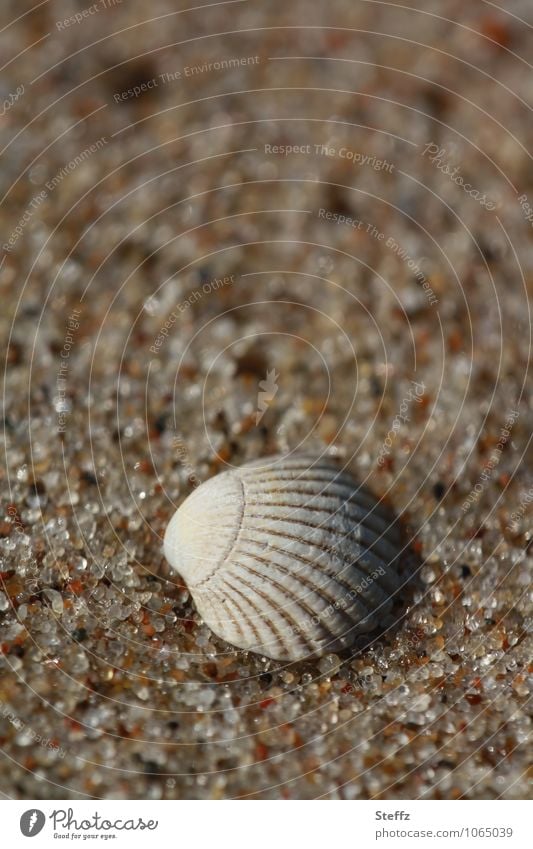 eine Muschelschale in warmem Sand an der Ostsee Strand Sandstrand Ostseestrand warmer Sand Sandkörner Erholung sommerliche Idylle Sommergefühl maritim erholsam