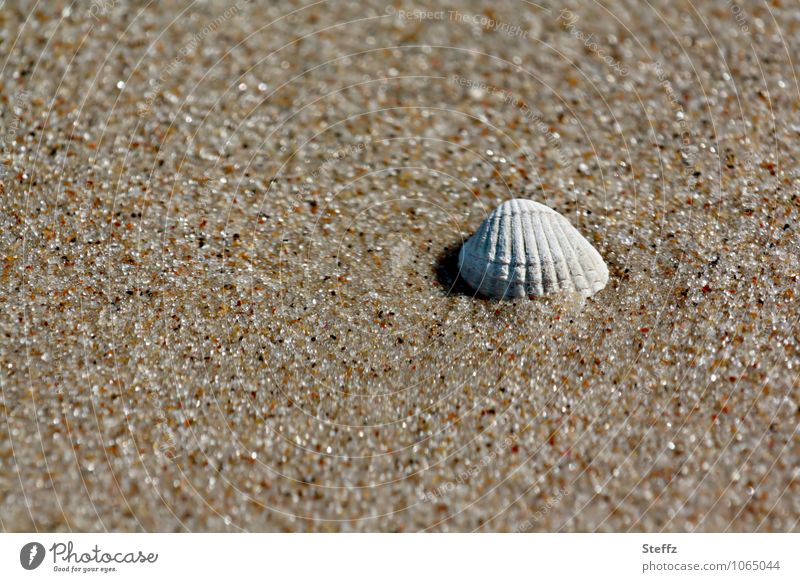 gestrandet an einem Ostseestrand Muschel Muschelschale Strand Sandstrand Sandkörner Sommerwärme Wärme Strandsand maritim Sommergefühl Wohlgefühl