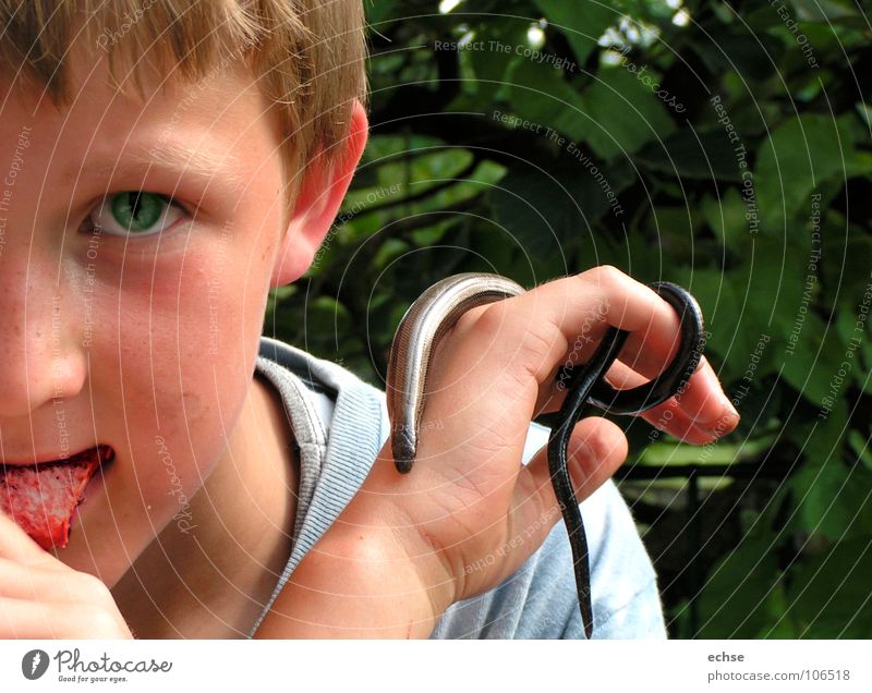 schlangenjunge Blindschleiche Echsen abstrakt Kind provokant besessen tierisch gefährlich Junge Schlange Auge Tier und Mensch Fanatisch