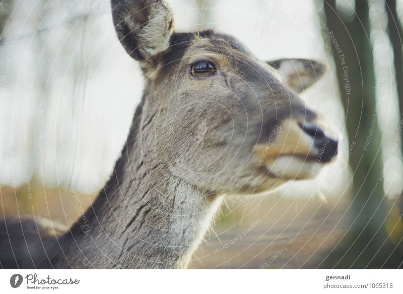 Bambi Tier Wildtier Reh elegant Freundlichkeit schön tierisch Auge gefangen Fell braun Schnauze Farbfoto Menschenleer Textfreiraum links Textfreiraum unten Tag