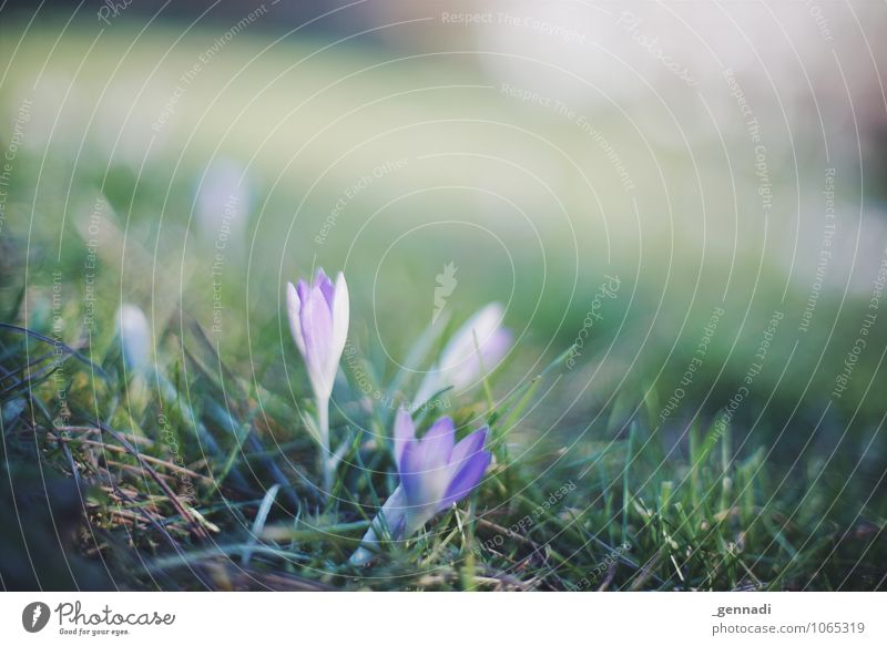 Krokusse Umwelt Natur Erde Schönes Wetter Pflanze Blume Gras violett Blühend Frühling weich zart Tierjunges Außenaufnahme Menschenleer Textfreiraum rechts