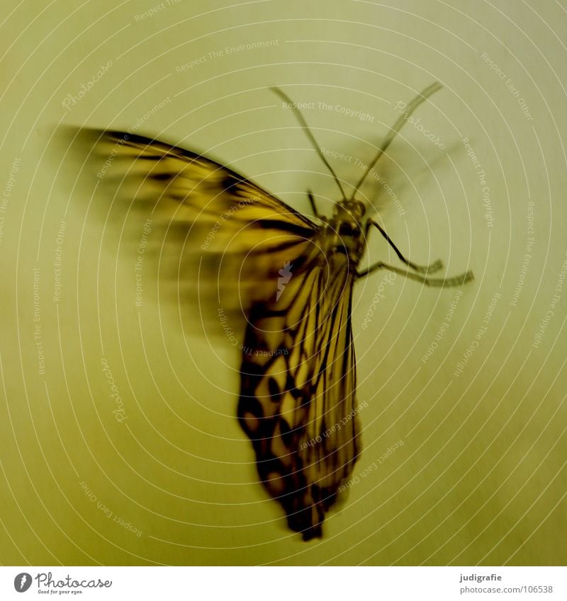 Schmetterling Muster Insekt Fühler flattern schön Tier Farbe Flügel Bewegung Dynamik Strukturen & Formen fliegen Beine Natur