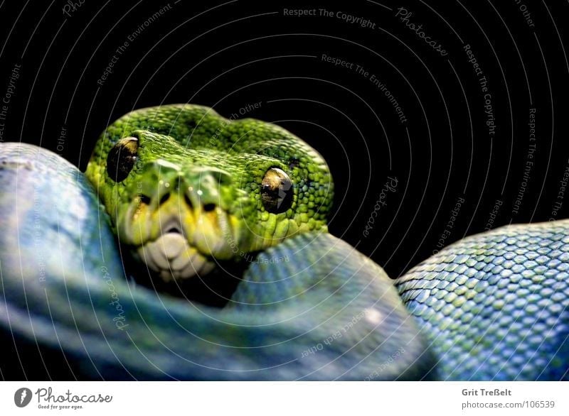 Baumpython Reptil Terrarium grün schwarz hängen Zoo blau Schlange Reptilienzoo Makroaufnahme