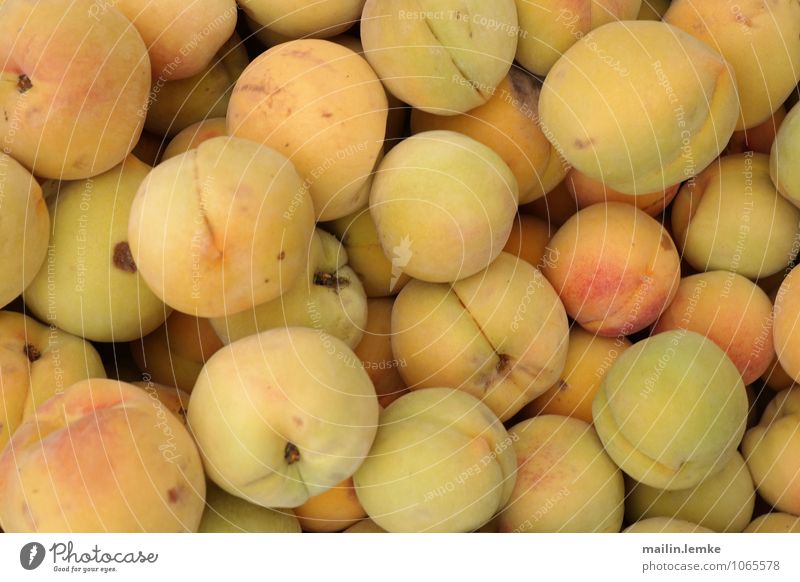Aprikosen Nutzpflanze exotisch Frucht ästhetisch Duft authentisch frisch oben rund süß Farbfoto mehrfarbig Außenaufnahme Nahaufnahme Detailaufnahme