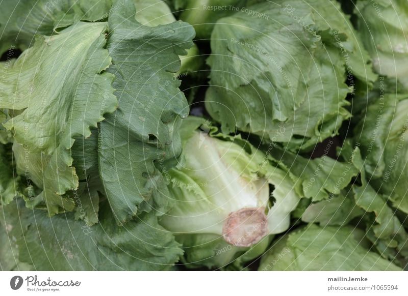 Salat Pflanze Salatbeilage grün knackig frisch gesund Farbfoto mehrfarbig Außenaufnahme Tag Schwache Tiefenschärfe