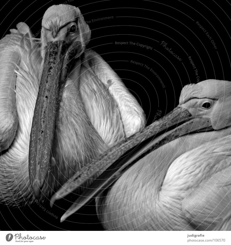 Pelikane Vogel Ruderfüßer 2 sprechen Feder Schnabel ruhig weich Trauer gefangen Tier Zoo Schwarzweißfoto wasservogel sitzen Flügel Schatten Traurigkeit Auge