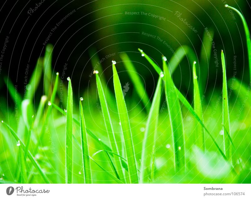 Teardrops Halm Gras Wiese Tau Wassertropfen Ecke Spitze grün leuchten Natur Licht Schatten Makroaufnahme Nahaufnahme Frühling scharfkantig Kitzel