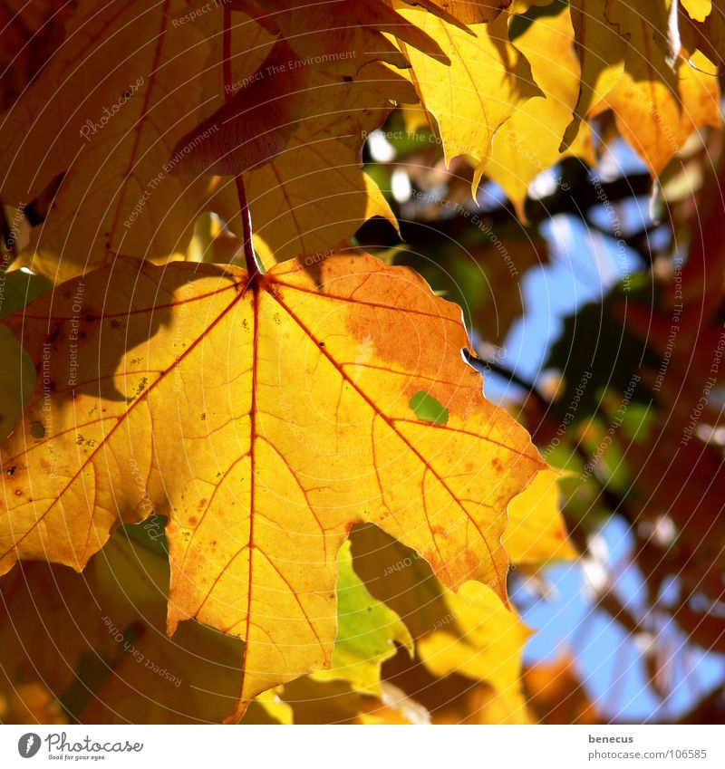 Herbststimmung Blatt Herbstlaub Ahorn Ahornblatt Baum September Licht Stimmung Beleuchtung gelb Vergänglichkeit Gefäße Ahornbaum hell hinterleuchtet orange blau