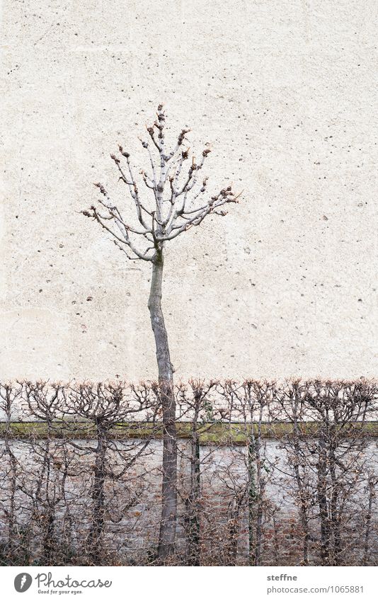 WW I (Winter in Wien) Pflanze Baum Sträucher Mauer Wand trist Ordnung Außenaufnahme Textfreiraum oben