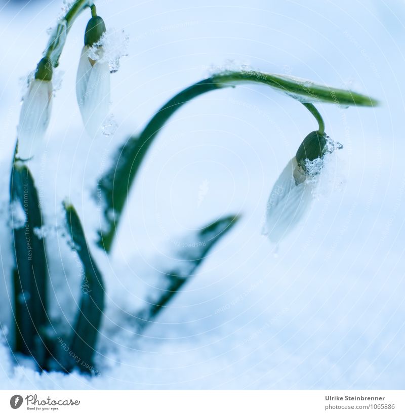 Winter ade! Umwelt Natur Pflanze Frühling schlechtes Wetter Eis Frost Schnee Blume Blatt Blüte Schneeglöckchen Galanthus Garten Wiese Blühend frieren hängen