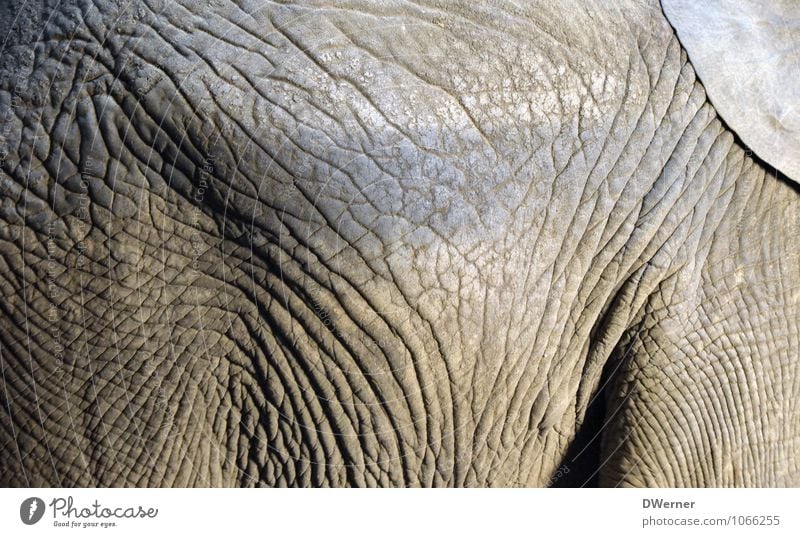 Haut schön Körperpflege Kunstwerk Skulptur Glatze Tier Wildtier natürlich grau Gesundheit Identität Elefant Hautfalten Strukturen & Formen Studioaufnahme