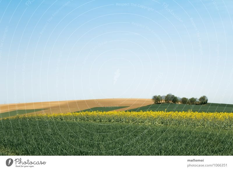 Landschaft mit grafisch angeordneten Feldern Landwirtschaft Forstwirtschaft Umwelt Natur Pflanze Erde Himmel Wolkenloser Himmel Klima Hügel ästhetisch blau gelb