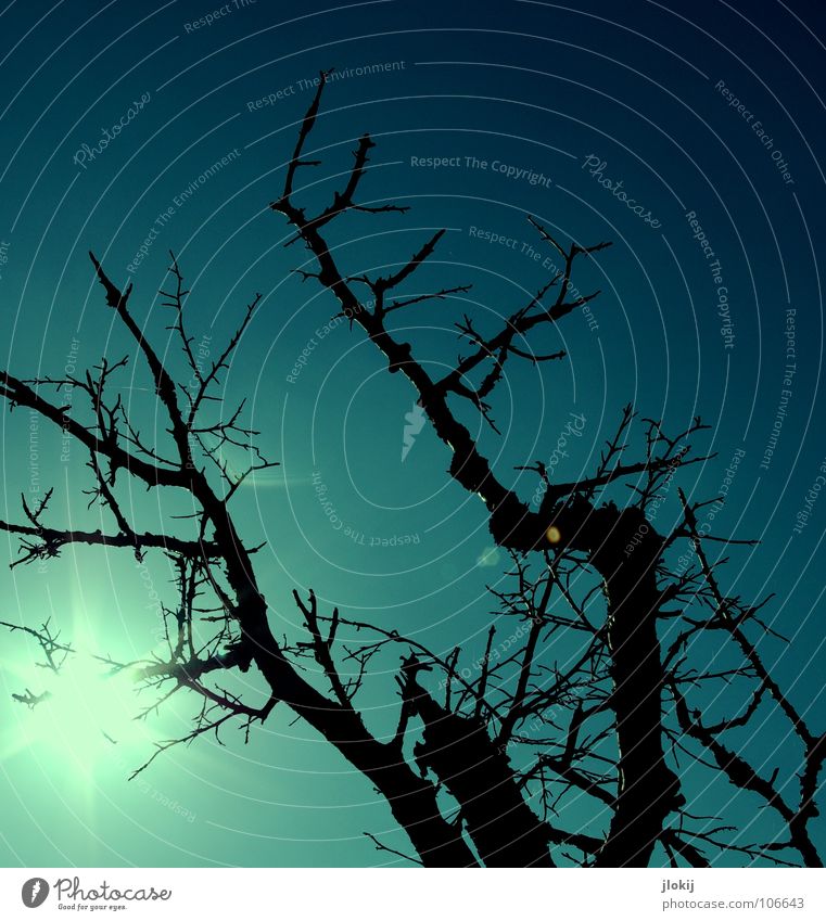 Blatt für Blatt... Sonnenuntergang Abend dunkel Licht Gegenlicht Baum Pflanze Spinnennetz Silhouette Tod Waldsterben Umweltverschmutzung verdorrt diffus Herbst