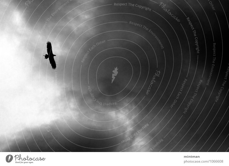 Adler Wolken Vogel Flügel 1 Tier fliegen Freiheit Schwarzweißfoto Außenaufnahme Menschenleer Tag