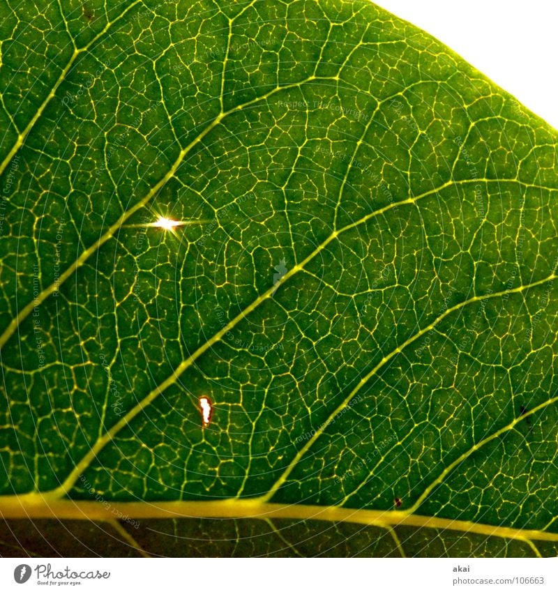 Das Blatt 19 Pflanze Urwald Wildnis grün Botanik Pflanzenteile Kletterpflanzen pflanzlich Umwelt Sträucher Gegenlicht krumm Lorbeerkirsche Hintergrundbild Baum