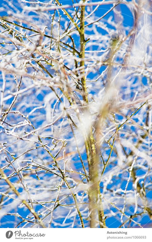 Zweige im Winter Umwelt Natur Pflanze Himmel Wolkenloser Himmel Klima Wetter Eis Frost Schnee Baum frieren stehen kalt blau schwarz weiß fein dünn Farbfoto