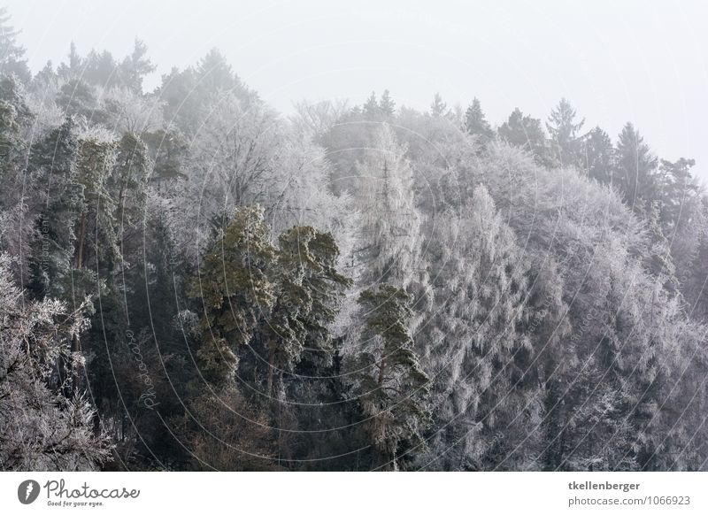 Frost so weiss wie der Sommer Natur Winter Eis Schnee Baum Wald kalt Frauenfeld Stählibuck Nebel Wolken Wolkendecke Raureif ruhig schlechtes Wetter Schneefall