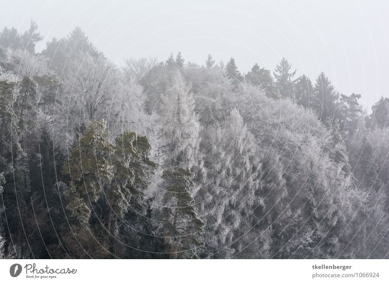 Frost so weit die Augen sehen Umwelt Natur grau Frauenfeld Stählibuck Wald Waldlichtung Waldrand Baumkrone Tanne Winter Schneefall Eiskristall Farbfoto