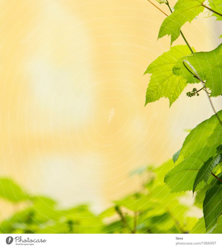 grüne Welle Natur Sommer Pflanze Blatt Weinblatt Stadtzentrum orange Außenaufnahme Menschenleer Textfreiraum links Textfreiraum oben Sonnenlicht