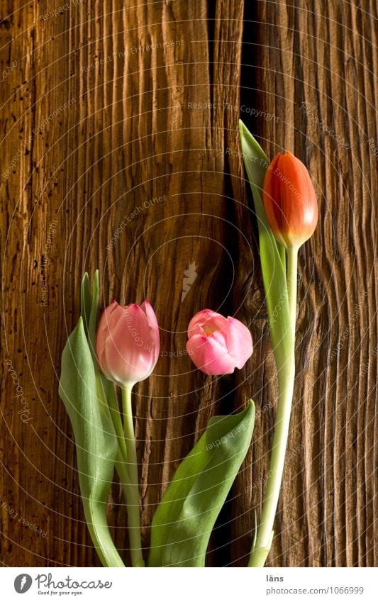 und wo wir uns selbst begegnen Lifestyle Häusliches Leben Pflanze Blume Tulpe Blühend natürlich braun grün rosa Balken Frühlingsgefühle Frühlingsblume Farbfoto