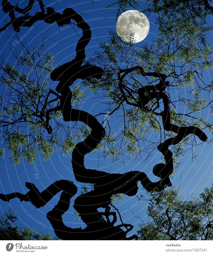 Vollmond, Impression, Baum Mond ästhetisch blau Stimmung Ast Erdumlaufbahn Himmelskörper & Weltall Eindruck Mondimpression Mondimpressionen Mondphase mystisch