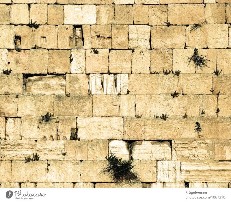 Klagemauer Bauwerk Sehenswürdigkeit Wahrzeichen Denkmal Religion & Glaube Judentum Israel Jerusalem Gebet schabbat Feiertag Mauer Mauerpflanze Mauerstein