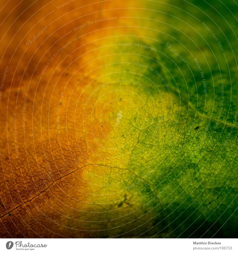 DER HERBST herbstlich Herbst Herbstlaub Herbstfärbung gelb grün grün-gelb Farbverlauf Makroaufnahme Bildausschnitt Blattadern Hintergrundbild braun Farbenspiel