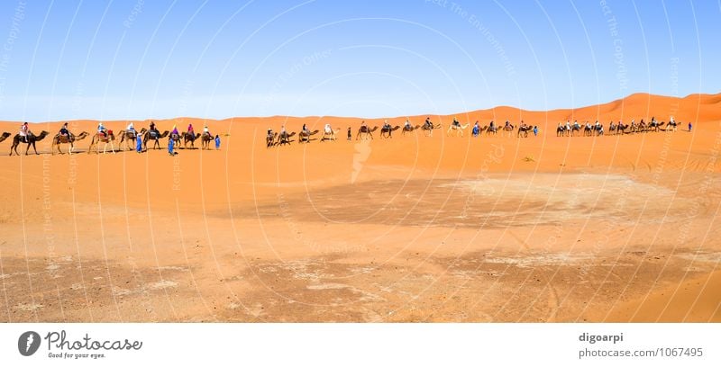 Kamelkarawane Ferien & Urlaub & Reisen Tourismus Abenteuer Sommer Sonne Mensch Natur Landschaft Sand Himmel Horizont Wärme Hügel heiß blau gelb Afrika
