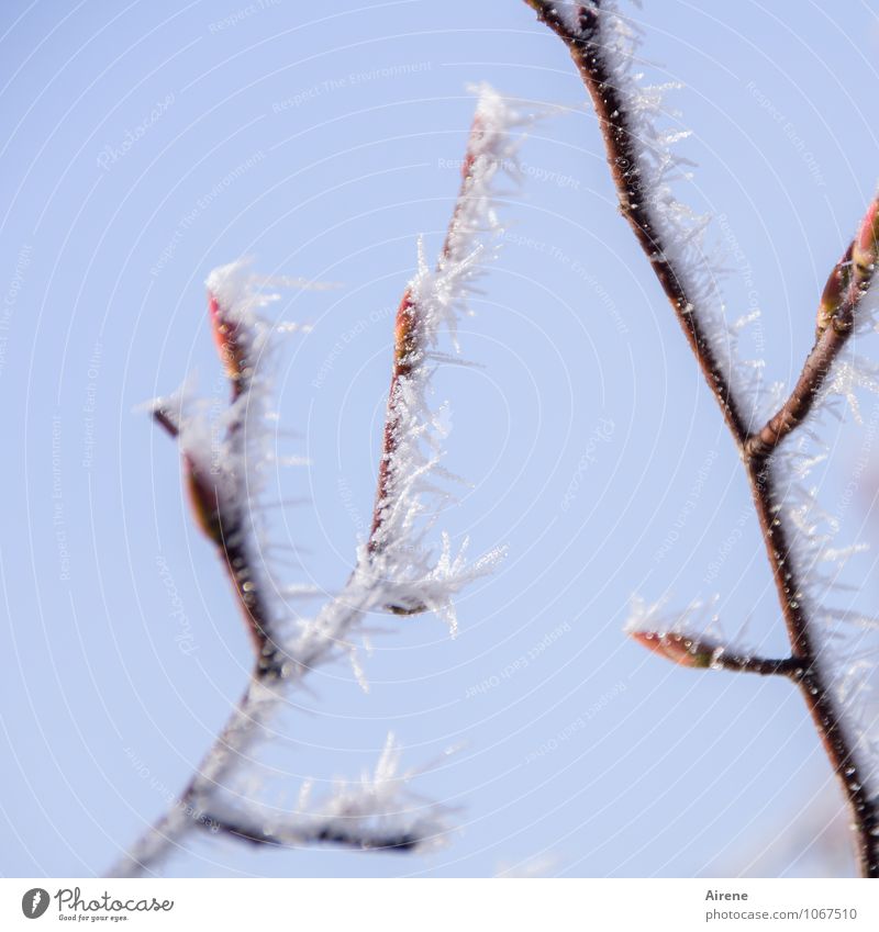 Rückfall Himmel Winter Schönes Wetter Eis Frost Eiskristalle Pflanze Baum Zweige u. Äste Blattknospe Blütenknospen Schneekristall Spitze Stachel frieren
