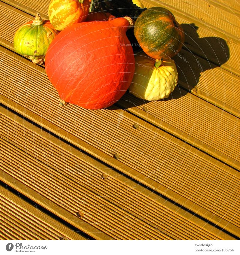 du wolle rose kaufn!? Gemüse Halloween Pflanze Holz rund süß gelb grün rot Tradition verschönern Flaschenkürbis Kalebasse Holzfußboden Feiertag Kürbis Folklore