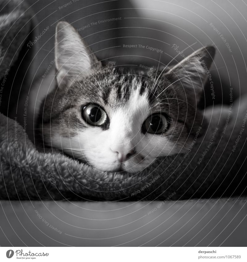 Der Rüdiger Wohnung Tier Haustier Katze Tiergesicht 1 liegen schwarz weiß ruhig Trägheit Erholung Auge Schwarzweißfoto Innenaufnahme Menschenleer