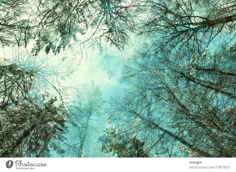 Blick in die Baumkronen Gesundheit harmonisch Wohlgefühl Erholung ruhig Meditation Winter Schnee Winterurlaub Natur Luft Himmel Klima Klimawandel Schönes Wetter