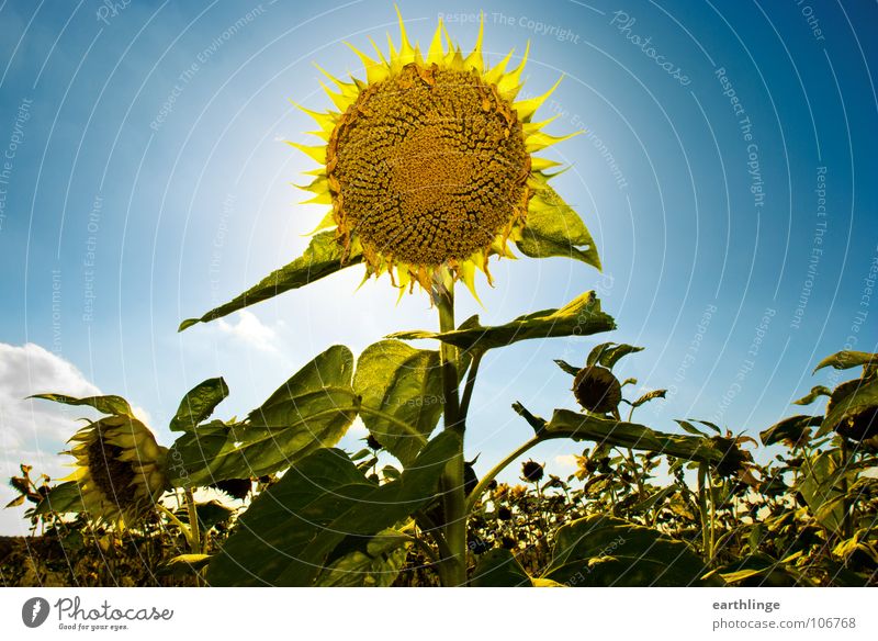 Doppelsonne Sonnenblume Sommer Blume gelb grün Gegenlicht erhaben positiv Wolken Querformat Braunschweig Feld Pflanze Vergänglichkeit mehrere Menschenleer