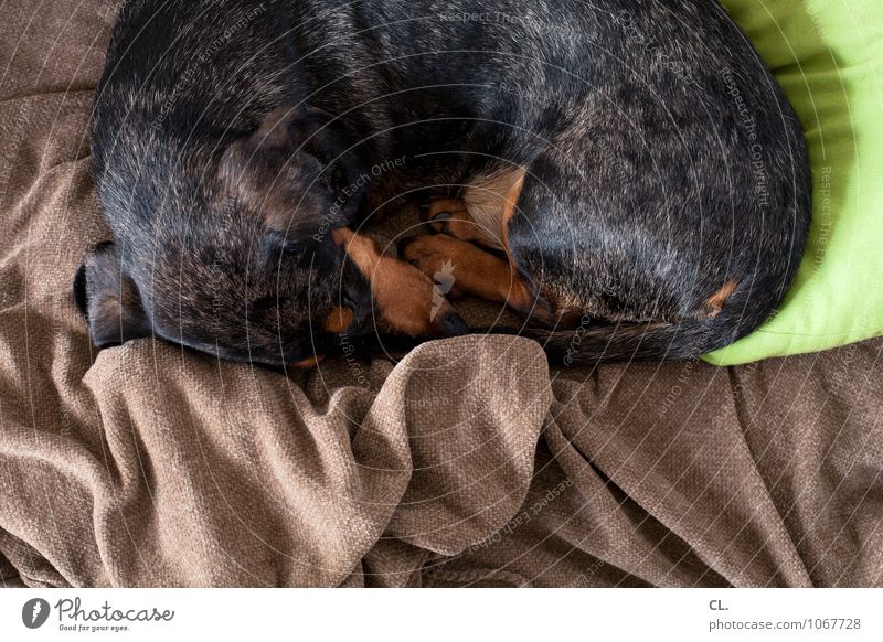 ausgetobt Tier Haustier Hund Tiergesicht Fell 1 Decke Erholung schlafen niedlich Geborgenheit Tierliebe Pause Farbfoto Innenaufnahme Menschenleer Tag