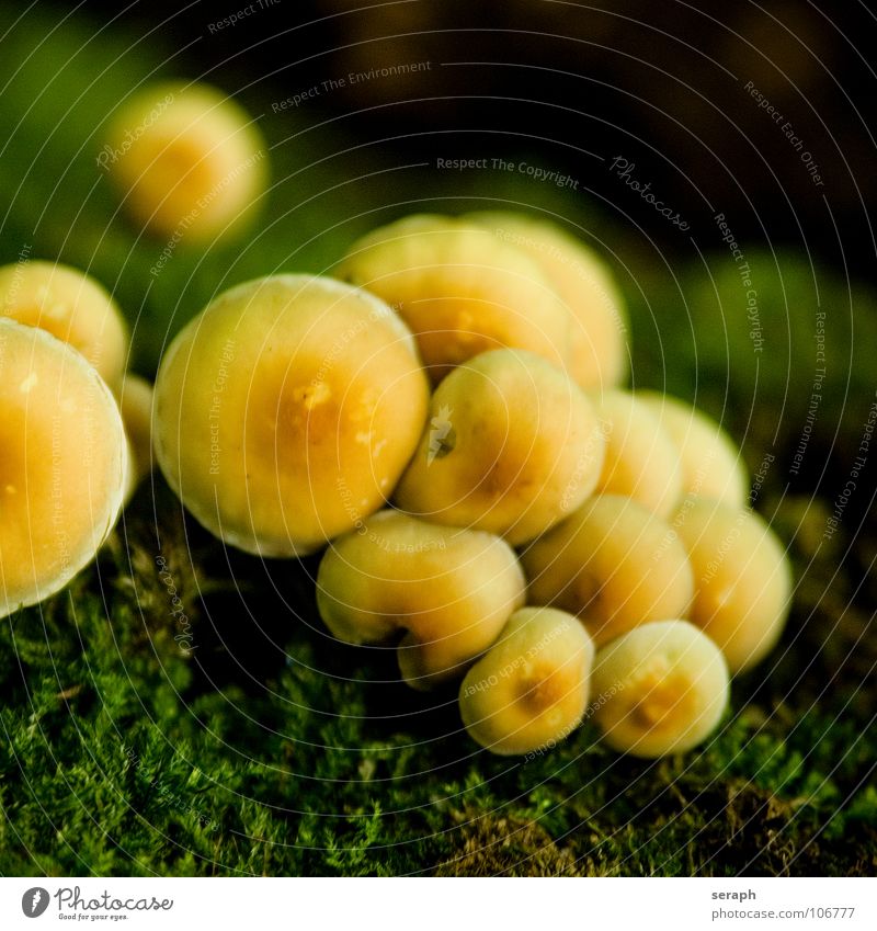 Pilze Moos Sporen Flechten Natur mehrere Anhäufung Knolle Pilzhut kappe Lamelle Umwelt Pflanze Botanik Herbst herbstlich ökologisch mykologie Symbiose