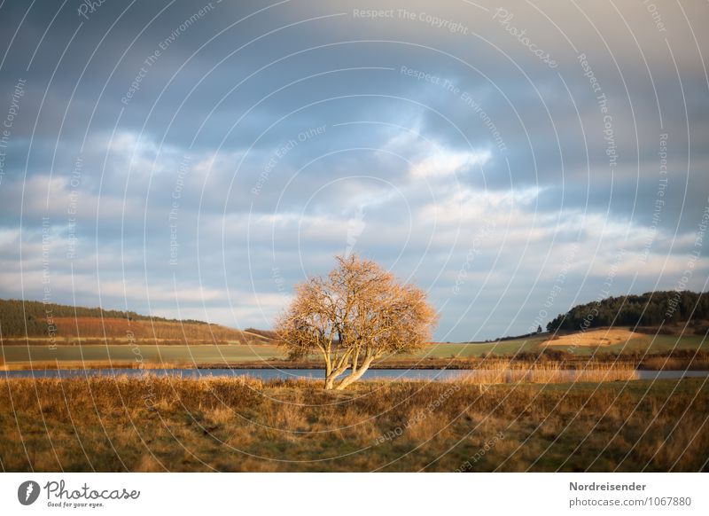 Trash 2015 | Abendlicht Natur Landschaft Himmel Wolken Gewitterwolken Herbst Baum Gras Wiese Teich See wandern natürlich blau braun ruhig Idylle Weide Thüringen