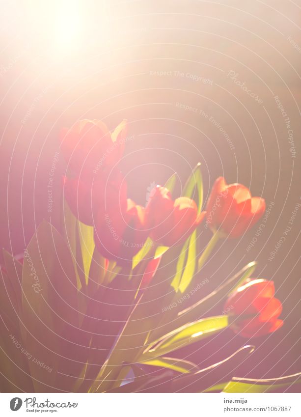 Tulpen Feste & Feiern Natur Pflanze Blume Zeichen Liebe Zufriedenheit Frühlingsgefühle Warmherzigkeit Sympathie Zusammensein Verliebtheit Treue Freundschaft