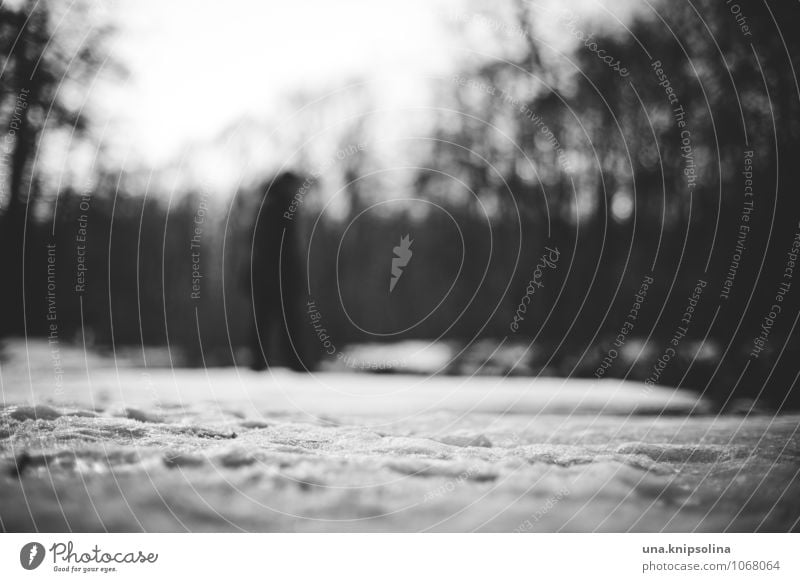 winterspaziergang 1 Mensch Landschaft Winter Schnee Park Wald gehen stehen bedrohlich dunkel kalt Spaziergang Schwarzweißfoto Außenaufnahme Textfreiraum oben